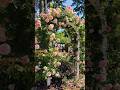 The First Ever Patented Rose