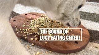 Dog Eating Cereal [Sound Dogs Love] [강아지가 좋아하는 소리]