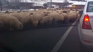 VIDEO Haos în trafic din cauza unei turme de oi care lingea sarea de pe asfalt 2 video