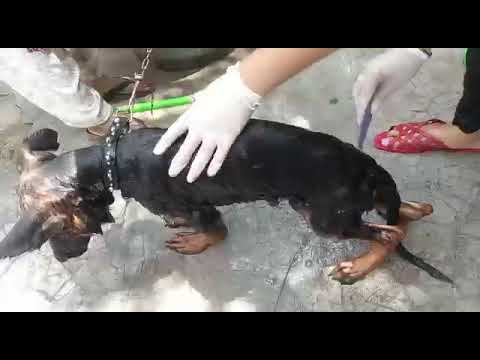 puffy bn gaya smart after taking bath.