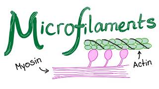 Microfilaments