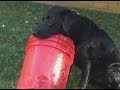 Charcoal And His Bucket