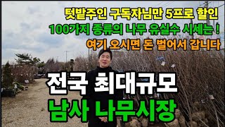 경기도 최대규모! 국내 최저가격! 용인 남사나무시장! 나무시세! 추천묘목!  #남사나무시장 #묘목시장 #저렴…
