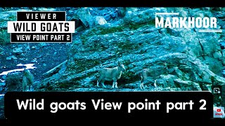 25 January 2025 Wild goats View point part 2