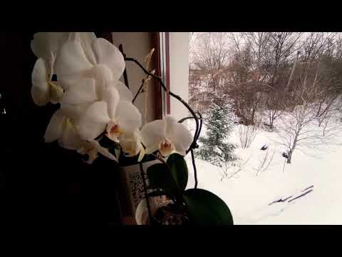 Январское цветение орхидей (часть 2)