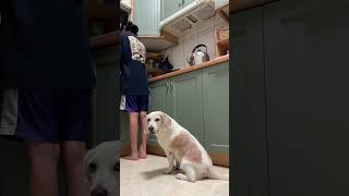 キッチン大好きビーグル #beagle #shorts