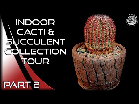 Indoor #Cacti & #Succulent Collection Tour | November 2022 | Part 2