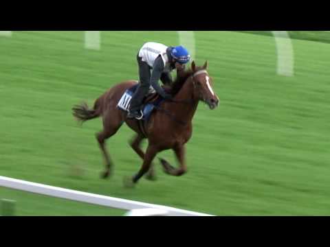 The Valley Preview - Grand Final Eve Moir Stakes 29/09/16