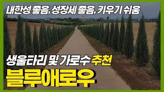 생울타리 및 가로수로 추천하는 나무 - 블루애로우 (내한성 좋음, 성장세 좋음, 키우기 쉬움)