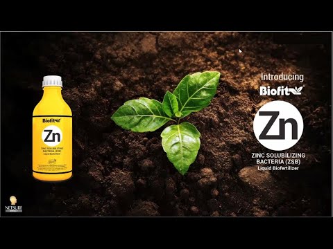 Zinc Solubilizing Bacteria