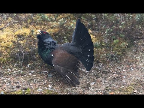 Western Capercaillie Displaying in Finland - Adam Riley