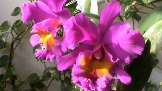 preview picture of video 'Cattleya - Feb.2011-2'