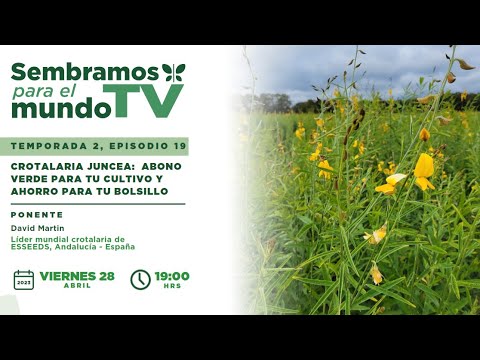 , title : 'Crotalaria juncea:  Abono verde para tu cultivo y ahorro para tu bolsillo'