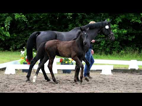 Stutfohlen von Secret x Sir Donnerhall x Rubin Royal