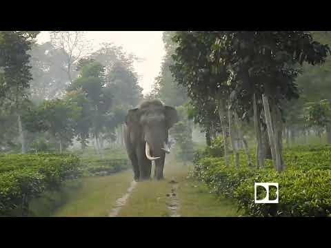 Discover the myth of Buxa Tiger Reserve| Wild Elephant| Rumble in the Jungle|HD