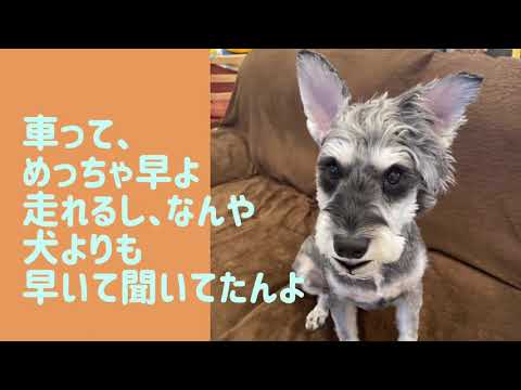 ワンワンU・x・Uお悩み相談室1️⃣2️⃣〜おおい町「ヤンくん」🐶狭い道路はスピードダウン⤵️#スピード違反禁止