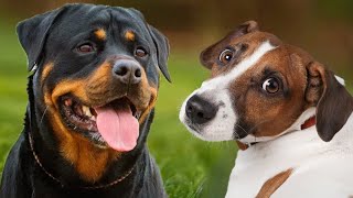 Latidos de Alerta: Entenda os tipos de Latidos do seu Cachorro!