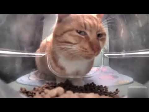 Cat eating then looking at the camera meme 😬