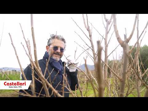 Potatura e gestione del cachi in un impianto ad alta densità nuovo