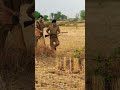 Je Pan Singh Tomar Ko Gang Hai Bollywood Shortsvideo Movie Officalvideo Shortclip Shorts Yt