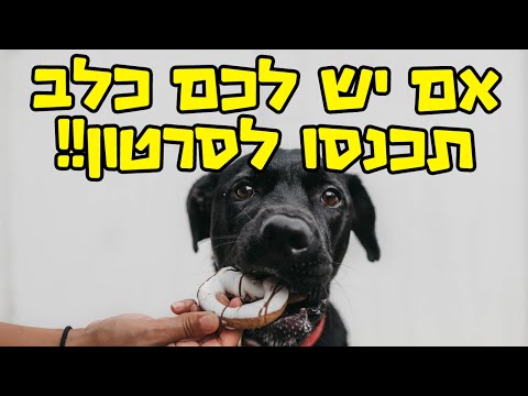 איזה אוכל לתת לכלב - חשוב!