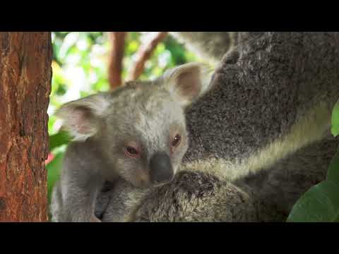 Rare White Koala Joey Born at Australia Zoo