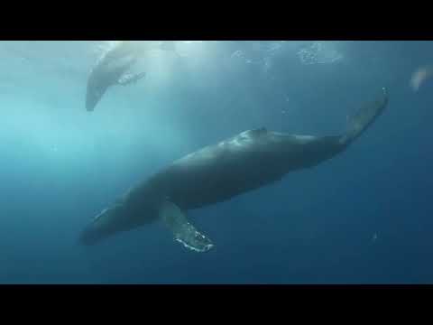 The Cello & Whale Chants  ( ♫ Carmen Möbius ♫ )