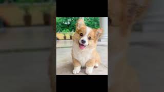 Download lagu Dia sedang menambang dan menemukan batu yang sangat berkilau #viral #lucu #cerita #youtubeshorts #anak-anak mp3