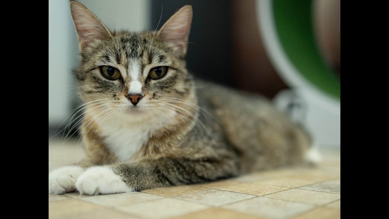 Dolly, a Adoptable mixed breed in Monroe, WA video 6/6