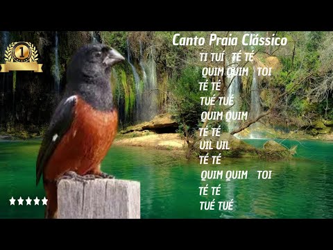 Notas canto praia clássico Ana Dias! #curiopraiaclassico #curio #curiorepetidor