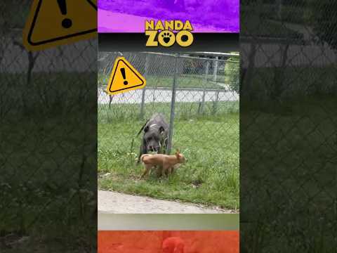 A ousadia desse CHIHUAHUA é surreal! 🐕😳 #cachorro #shorts #animais