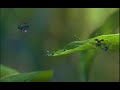 A Bugs Life Trailer