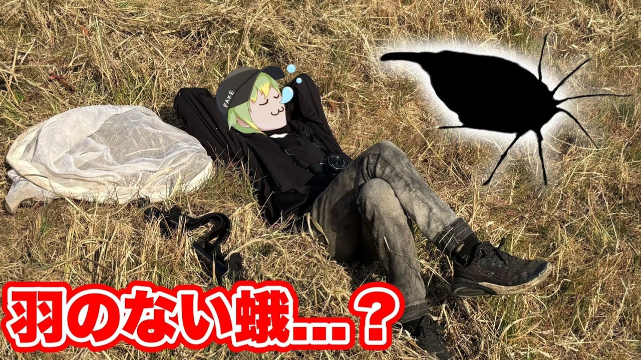 フユシャクという冬にしか出てこない世にも珍しい昆虫を探しに行きました…(？)