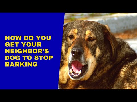 How Do You Get Your Neighbor's Dog To Stop Barking