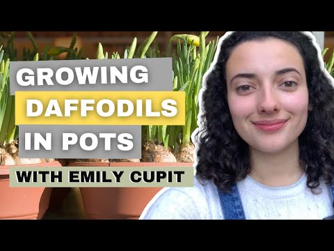 YouTube video about Discover the Best Way to Pot and Refresh Your Daffodils