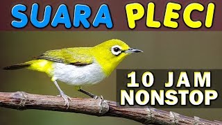 Download lagu 10 JAM NONSTOP - SUARA KICAU BURUNG PLECI GACOR JOSS GANDHOS mp3