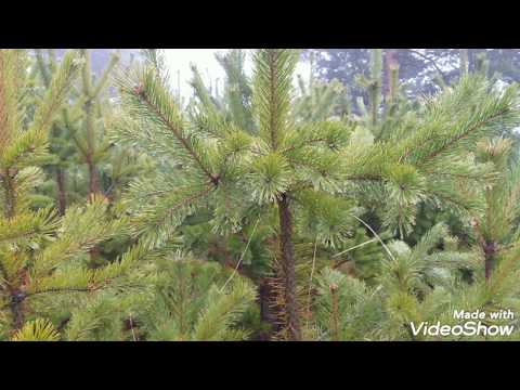 Hiking in Romania 9 Buzău  Ivanetu