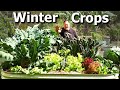 What Vegetable Crops I M Growing And Sowing NOW In WINTER Garden