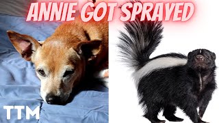 Annie got Sprayed by a Skunk Last Night