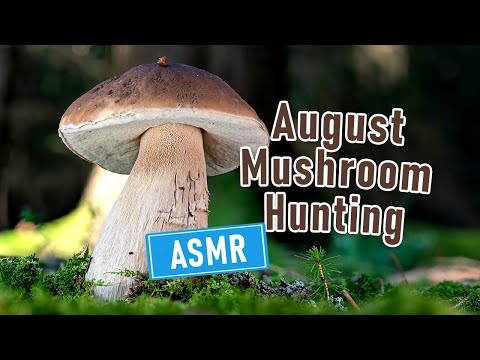 RELAXING Mushroom Hunting ASMR | Foraging Mushrooms in August 2024 | Boletus edulis and other FUNGI