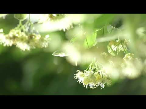 Siis, kui pärnad lõhnavad - Laura Junson