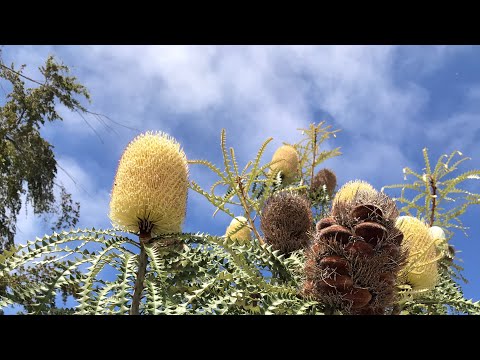 What I’m Planting, In August, Zone 9b, Santa Cruz CA