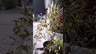 Download lagu malam baru datang dari pondok , langsung cuci mobil mp3