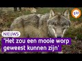 Doodgereden wolvin was drachtig van een achtling