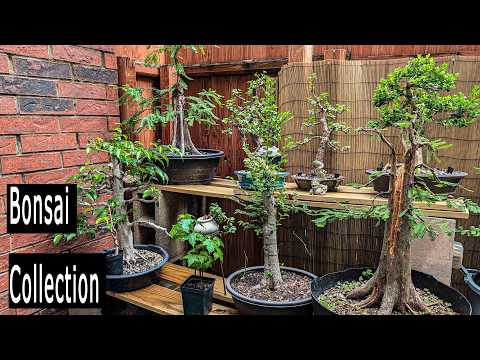 Bonsai Collection tour