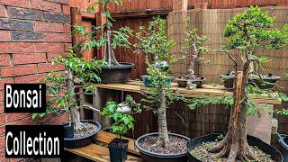 Download lagu Bonsai Collection tour mp3