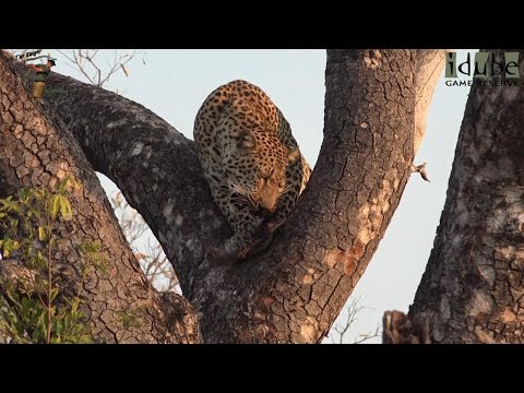 Two Solitary Leopards Together? Torchwood Male And Boulders Female