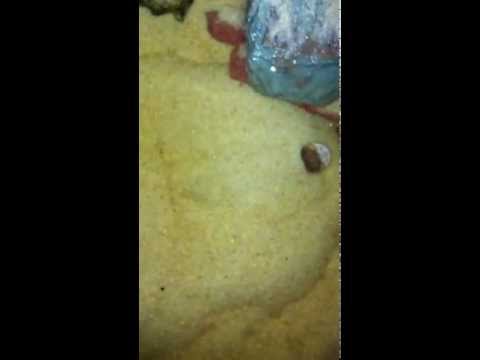 pourquoi la tortue s'enterre
