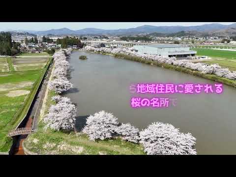 紫波町桜スポット②　🌸五郎沼🌸
