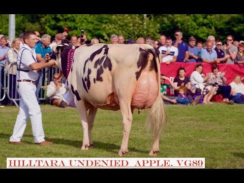 Final 3 -Bailey's All-Ireland Dairy Cow Championship.Virginia Co Cavan. Hilltara Undenied Apple VG89